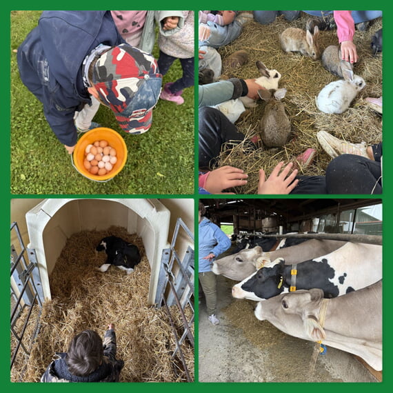 Collage aus vier Fotos vom Lämmlehof, Schüler mit Kühen, Kalb, Eiern und Hasen