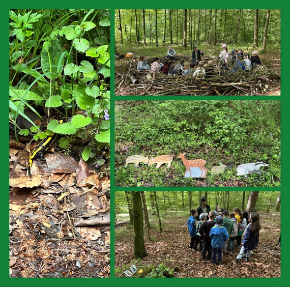 Collage aus vier Fotos der Waldwoche